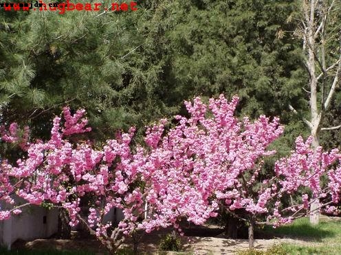 ����,ʯ��ׯ����,޻������,ʯ��ׯ��ƺ,޻�ǲ�ƺ,ʯ��ׯ��ľ,޻����ľ,ʯ��ׯ�̻���ľ,޻���̻���ľ,ʯ��ׯ��ľ����,޻����ľ����,������ľ,�����̻���ľ,���ݲ�ƺ,��������