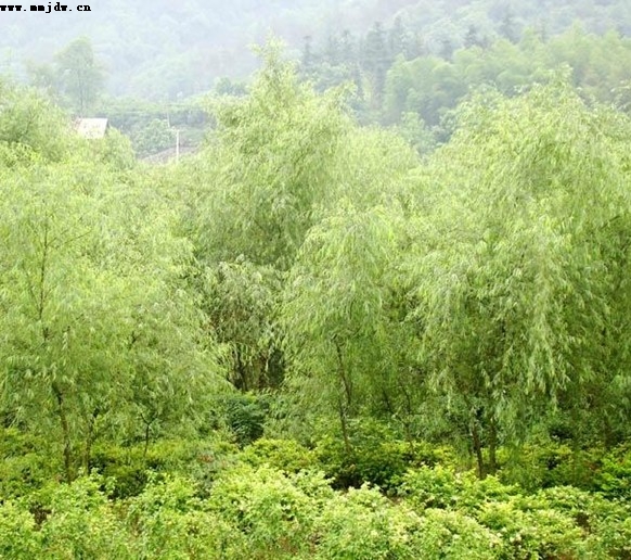 垂柳,石家庄苗圃,藁城苗圃,石家庄草坪,藁城草坪,石家庄苗木,藁城苗木,石家庄绿化苗木,藁城绿化苗木,石家庄苗木基地,藁城苗木基地,南洼苗木,南洼绿化苗木,南洼草坪,南洼苗圃 垂柳,石家庄苗圃,藁城苗圃,石家庄草坪,藁城草坪,石家庄苗木,藁城苗木,石家庄绿化苗木,藁城绿化苗木,石家庄苗木基地,藁城苗木基地,南洼苗木,南洼绿化苗木,南洼草坪,南洼苗圃