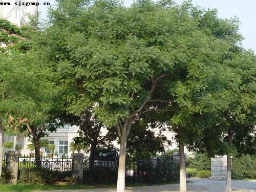 ��צ��,ʯ��ׯ����,޻������,ʯ��ׯ��ƺ,޻�ǲ�ƺ,ʯ��ׯ��ľ,޻����ľ,ʯ��ׯ�̻���ľ,޻���̻���ľ,ʯ��ׯ��ľ����,޻����ľ����,������ľ,�����̻���ľ,���ݲ�ƺ,��������