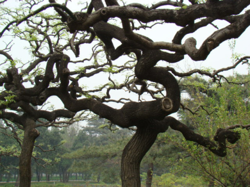 ��צ��,ʯ��ׯ����,޻������,ʯ��ׯ��ƺ,޻�ǲ�ƺ,ʯ��ׯ��ľ,޻����ľ,ʯ��ׯ�̻���ľ,޻���̻���ľ,ʯ��ׯ��ľ����,޻����ľ����,������ľ,�����̻���ľ,���ݲ�ƺ,��������