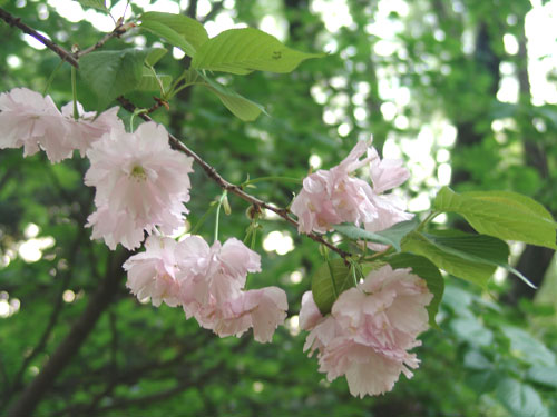 ӣ��,ʯ��ׯ����,޻������,ʯ��ׯ��ƺ,޻�ǲ�ƺ,ʯ��ׯ��ľ,޻����ľ,ʯ��ׯ�̻���ľ,޻���̻���ľ,ʯ��ׯ��ľ����,޻����ľ����,������ľ,�����̻���ľ,���ݲ�ƺ,��������