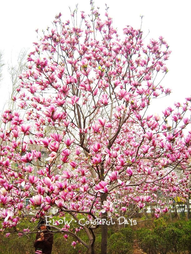 石家庄苗圃,藁城苗圃,石家庄草坪,藁城草坪,石家庄苗木,藁城苗木,石家庄绿化苗木,藁城绿化苗木,石家庄苗木基地,藁城苗木基地,南洼苗木,南洼绿化苗木,南洼草坪,南洼苗圃 石家庄苗圃,藁城苗圃,石家庄草坪,藁城草坪,石家庄苗木,藁城苗木,石家庄绿化苗木,藁城绿化苗木,石家庄苗木基地,藁城苗木基地,南洼苗木,南洼绿化苗木,南洼草坪,南洼苗圃