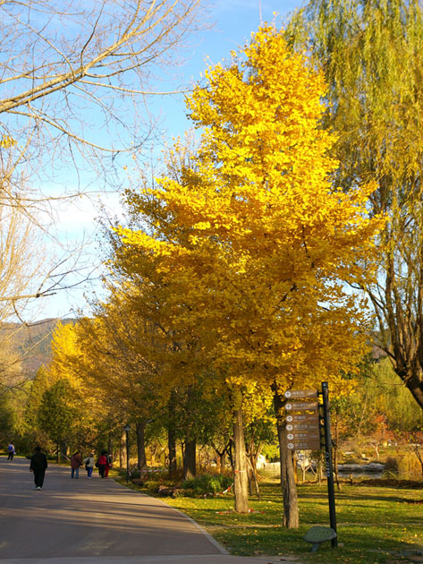 ����,ʯ��ׯ����,޻������,ʯ��ׯ��ƺ,޻�ǲ�ƺ,ʯ��ׯ��ľ,޻����ľ,ʯ��ׯ�̻���ľ,޻���̻���ľ,ʯ��ׯ��ľ����,޻����ľ����,������ľ,�����̻���ľ,���ݲ�ƺ,��������