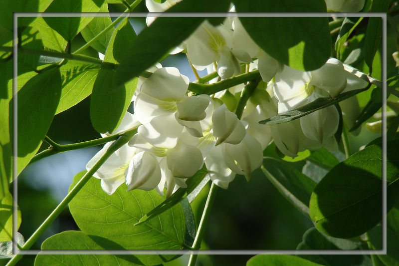 ��,ʯ��ׯ����,޻������,ʯ��ׯ��ƺ,޻�ǲ�ƺ,ʯ��ׯ��ľ,޻����ľ,ʯ��ׯ�̻���ľ,޻���̻���ľ,ʯ��ׯ��ľ����,޻����ľ����,������ľ,�����̻���ľ,���ݲ�ƺ,��������