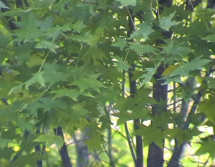 ��Ƿ�,ʯ��ׯ����,޻������,ʯ��ׯ��ƺ,޻�ǲ�ƺ,ʯ��ׯ��ľ,޻����ľ,ʯ��ׯ�̻���ľ,޻���̻���ľ,ʯ��ׯ��ľ����,޻����ľ����,������ľ,�����̻���ľ,���ݲ�ƺ,��������