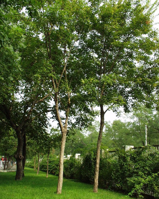 ���Ƿ�,ʯ��ׯ����,޻������,ʯ��ׯ��ƺ,޻�ǲ�ƺ,ʯ��ׯ��ľ,޻����ľ,ʯ��ׯ�̻���ľ,޻���̻���ľ,ʯ��ׯ��ľ����,޻����ľ����,������ľ,�����̻���ľ,���ݲ�ƺ,��������