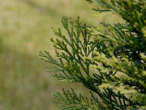 ����,ʯ��ׯ����,޻������,ʯ��ׯ��ƺ,޻�ǲ�ƺ,ʯ��ׯ��ľ,޻����ľ,ʯ��ׯ�̻���ľ,޻���̻���ľ,ʯ��ׯ��ľ����,޻����ľ����,������ľ,�����̻���ľ,���ݲ�ƺ,��������