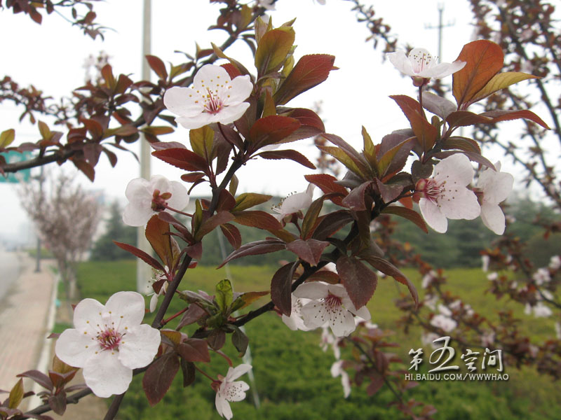 ��Ҷ��,ʯ��ׯ����,޻������,ʯ��ׯ��ƺ,޻�ǲ�ƺ,ʯ��ׯ��ľ,޻����ľ,ʯ��ׯ�̻���ľ,޻���̻���ľ,ʯ��ׯ��ľ����,޻����ľ����,������ľ,�����̻���ľ,���ݲ�ƺ,��������