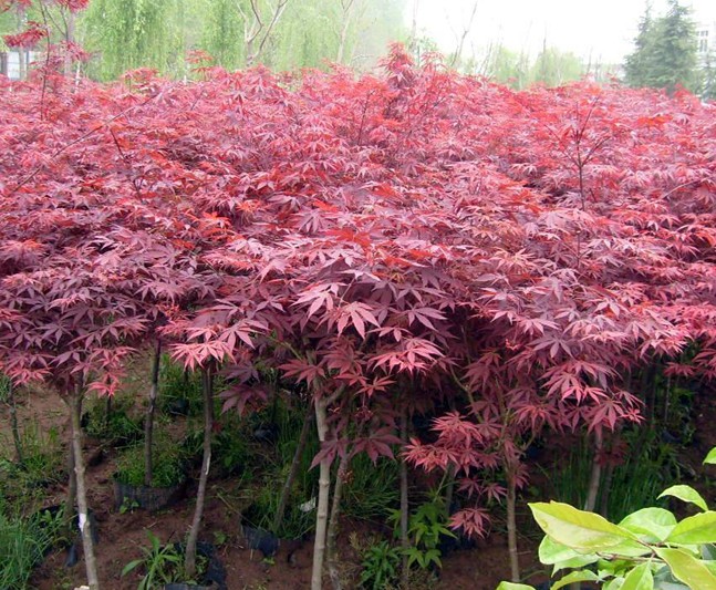 石家庄苗圃,藁城苗圃,石家庄草坪,藁城草坪,石家庄苗木,藁城苗木,石家庄绿化苗木,藁城绿化苗木,石家庄苗木基地,藁城苗木基地,南洼苗木,南洼绿化苗木,南洼草坪,南洼苗圃 石家庄苗圃,藁城苗圃,石家庄草坪,藁城草坪,石家庄苗木,藁城苗木,石家庄绿化苗木,藁城绿化苗木,石家庄苗木基地,藁城苗木基地,南洼苗木,南洼绿化苗木,南洼草坪,南洼苗圃