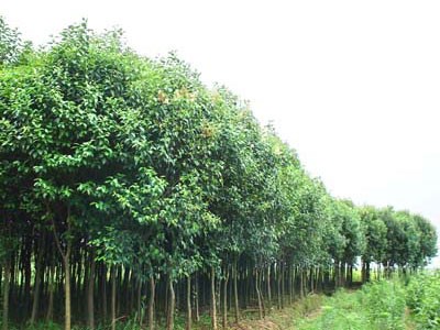 大叶榆,石家庄苗圃,藁城苗圃,石家庄草坪,藁城草坪,石家庄苗木,藁城苗木,石家庄绿化苗木,藁城绿化苗木,石家庄苗木基地,藁城苗木基地,南洼苗木,南洼绿化苗木,南洼草坪,南洼苗圃 大叶榆,石家庄苗圃,藁城苗圃,石家庄草坪,藁城草坪,石家庄苗木,藁城苗木,石家庄绿化苗木,藁城绿化苗木,石家庄苗木基地,藁城苗木基地,南洼苗木,南洼绿化苗木,南洼草坪,南洼苗圃