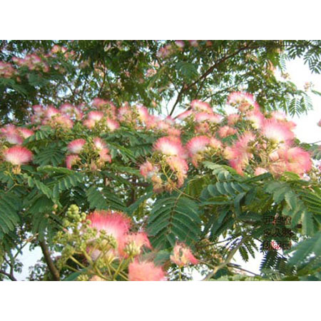 �ϻ�,ʯ��ׯ����,޻������,ʯ��ׯ��ƺ,޻�ǲ�ƺ,ʯ��ׯ��ľ,޻����ľ,ʯ��ׯ�̻���ľ,޻���̻���ľ,ʯ��ׯ��ľ����,޻����ľ����,������ľ,�����̻���ľ,���ݲ�ƺ,��������