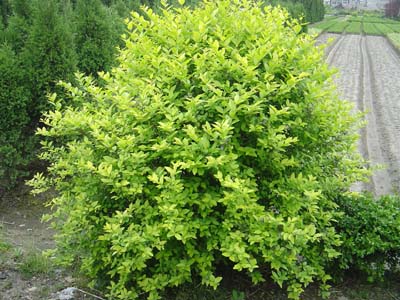 Ů��,ʯ��ׯŮ��,�ӱ�Ů��,޻��Ů��,����Ů��,Ů��۸�,Ů�����,������ľ,ʯ��ׯ����,޻������