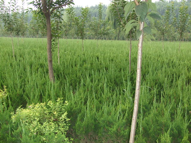 石家庄苗圃,藁城苗圃,石家庄草坪,藁城草坪,石家庄苗木,藁城苗木,石家庄绿化苗木,藁城绿化苗木,石家庄苗木基地,藁城苗木基地,南洼苗木,南洼绿化苗木,南洼草坪,南洼苗圃 石家庄苗圃,藁城苗圃,石家庄草坪,藁城草坪,石家庄苗木,藁城苗木,石家庄绿化苗木,藁城绿化苗木,石家庄苗木基地,藁城苗木基地,南洼苗木,南洼绿化苗木,南洼草坪,南洼苗圃