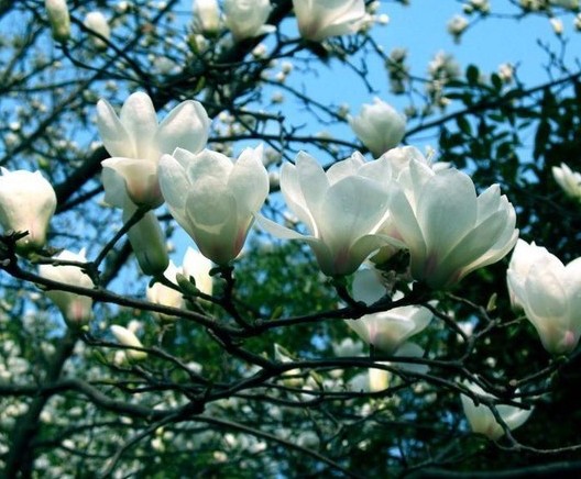 ʯ��ׯ����,޻������,ʯ��ׯ��ƺ,޻�ǲ�ƺ,ʯ��ׯ��ľ,޻����ľ,ʯ��ׯ�̻���ľ,޻���̻���ľ,ʯ��ׯ��ľ����,޻����ľ����,������ľ,�����̻���ľ,���ݲ�ƺ,��������