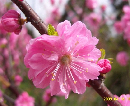 ��Ҷ÷,ʯ��ׯ����,޻������,ʯ��ׯ��ƺ,޻�ǲ�ƺ,ʯ��ׯ��ľ,޻����ľ,ʯ��ׯ�̻���ľ,޻���̻���ľ,ʯ��ׯ��ľ����,޻����ľ����,������ľ,�����̻���ľ,���ݲ�ƺ,��������