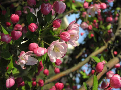 ��������,ʯ��ׯ����,޻������,ʯ��ׯ��ƺ,޻�ǲ�ƺ,ʯ��ׯ��ľ,޻����ľ,ʯ��ׯ�̻���ľ,޻���̻���ľ,ʯ��ׯ��ľ����,޻����ľ����,������ľ,�����̻���ľ,���ݲ�ƺ,��������