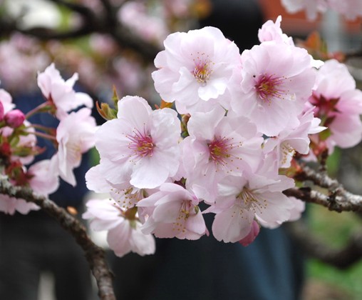 ʯ��ׯ����,޻������,ʯ��ׯ��ƺ,޻�ǲ�ƺ,ʯ��ׯ��ľ,޻����ľ,ʯ��ׯ�̻���ľ,޻���̻���ľ,ʯ��ׯ��ľ����,޻����ľ����,������ľ,�����̻���ľ,���ݲ�ƺ,��������