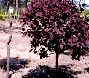 石家庄苗圃,藁城苗圃,石家庄草坪,藁城草坪,石家庄苗木,藁城苗木,石家庄绿化苗木,藁城绿化苗木,石家庄苗木基地,藁城苗木基地,南洼苗木,南洼绿化苗木,南洼草坪,南洼苗圃 石家庄苗圃,藁城苗圃,石家庄草坪,藁城草坪,石家庄苗木,藁城苗木,石家庄绿化苗木,藁城绿化苗木,石家庄苗木基地,藁城苗木基地,南洼苗木,南洼绿化苗木,南洼草坪,南洼苗圃