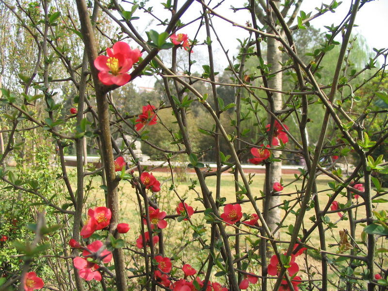 ʯ��ׯ����,޻������,ʯ��ׯ��ƺ,޻�ǲ�ƺ,ʯ��ׯ��ľ,޻����ľ,ʯ��ׯ�̻���ľ,޻���̻���ľ,ʯ��ׯ��ľ����,޻����ľ����,������ľ,�����̻���ľ,���ݲ�ƺ,��������