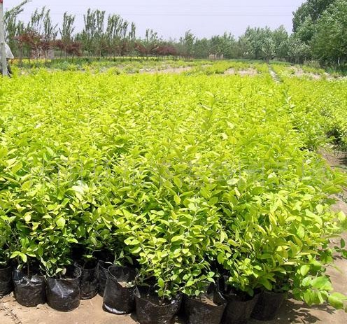 四季锦带,石家庄苗圃,藁城苗圃,石家庄草坪,藁城草坪,石家庄苗木,藁城苗木,石家庄绿化苗木,藁城绿化苗木,石家庄苗木基地,藁城苗木基地,南洼苗木,南洼绿化苗木,南洼草坪,南洼苗圃 四季锦带,石家庄苗圃,藁城苗圃,石家庄草坪,藁城草坪,石家庄苗木,藁城苗木,石家庄绿化苗木,藁城绿化苗木,石家庄苗木基地,藁城苗木基地,南洼苗木,南洼绿化苗木,南洼草坪,南洼苗圃