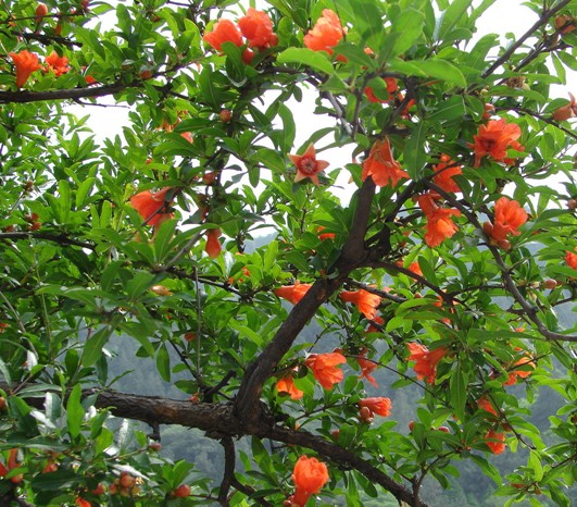 石榴树,石家庄苗圃,藁城苗圃,石家庄草坪,藁城草坪,石家庄苗木,藁城苗木,石家庄绿化苗木,藁城绿化苗木,石家庄苗木基地,藁城苗木基地,南洼苗木,南洼绿化苗木,南洼草坪,南洼苗圃 石榴树,石家庄苗圃,藁城苗圃,石家庄草坪,藁城草坪,石家庄苗木,藁城苗木,石家庄绿化苗木,藁城绿化苗木,石家庄苗木基地,藁城苗木基地,南洼苗木,南洼绿化苗木,南洼草坪,南洼苗圃