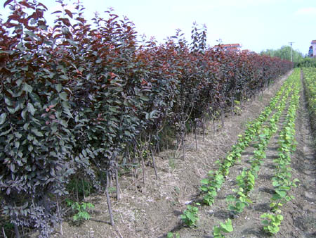 紫叶李,石家庄苗圃,藁城苗圃,石家庄草坪,藁城草坪,石家庄苗木,藁城苗木,石家庄绿化苗木,藁城绿化苗木,石家庄苗木基地,藁城苗木基地,南洼苗木,南洼绿化苗木,南洼草坪,南洼苗圃 紫叶李,石家庄苗圃,藁城苗圃,石家庄草坪,藁城草坪,石家庄苗木,藁城苗木,石家庄绿化苗木,藁城绿化苗木,石家庄苗木基地,藁城苗木基地,南洼苗木,南洼绿化苗木,南洼草坪,南洼苗圃