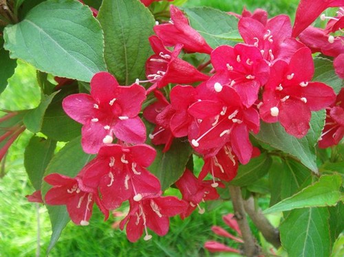 红王子锦带,石家庄苗圃,藁城苗圃,石家庄草坪,藁城草坪,石家庄苗木,藁城苗木,石家庄绿化苗木,藁城绿化苗木,石家庄苗木基地,藁城苗木基地,南洼苗木,南洼绿化苗木,南洼草坪,南洼苗圃 红王子锦带,石家庄苗圃,藁城苗圃,石家庄草坪,藁城草坪,石家庄苗木,藁城苗木,石家庄绿化苗木,藁城绿化苗木,石家庄苗木基地,藁城苗木基地,南洼苗木,南洼绿化苗木,南洼草坪,南洼苗圃