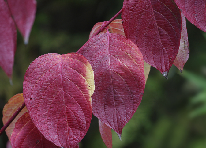 ����ľ,ʯ��ׯ����,޻������,ʯ��ׯ��ƺ,޻�ǲ�ƺ,ʯ��ׯ��ľ,޻����ľ,ʯ��ׯ�̻���ľ,޻���̻���ľ,ʯ��ׯ��ľ����,޻����ľ����,������ľ,�����̻���ľ,���ݲ�ƺ,��������