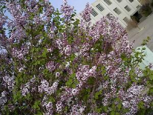 ����,ʯ��ׯ����,޻������,ʯ��ׯ��ƺ,޻�ǲ�ƺ,ʯ��ׯ��ľ,޻����ľ,ʯ��ׯ�̻���ľ,޻���̻���ľ,ʯ��ׯ��ľ����,޻����ľ����,������ľ,�����̻���ľ,���ݲ�ƺ,��������