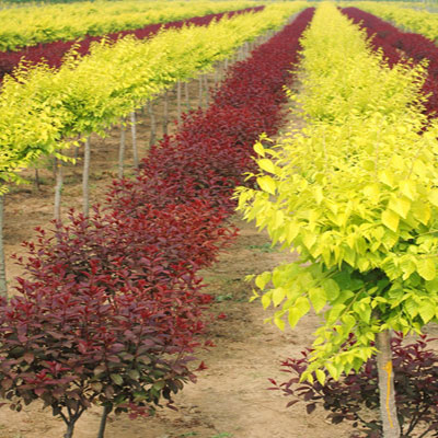 紫叶矮樱,石家庄苗圃,藁城苗圃,石家庄草坪,藁城草坪,石家庄苗木,藁城苗木,石家庄绿化苗木,藁城绿化苗木,石家庄苗木基地,藁城苗木基地,南洼苗木,南洼绿化苗木,南洼草坪,南洼苗圃 紫叶矮樱,石家庄苗圃,藁城苗圃,石家庄草坪,藁城草坪,石家庄苗木,藁城苗木,石家庄绿化苗木,藁城绿化苗木,石家庄苗木基地,藁城苗木基地,南洼苗木,南洼绿化苗木,南洼草坪,南洼苗圃