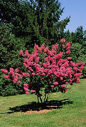 海棠,石家庄苗圃,藁城苗圃,石家庄草坪,藁城草坪,石家庄苗木,藁城苗木,石家庄绿化苗木,藁城绿化苗木,石家庄苗木基地,藁城苗木基地,南洼苗木,南洼绿化苗木,南洼草坪,南洼苗圃 海棠,石家庄苗圃,藁城苗圃,石家庄草坪,藁城草坪,石家庄苗木,藁城苗木,石家庄绿化苗木,藁城绿化苗木,石家庄苗木基地,藁城苗木基地,南洼苗木,南洼绿化苗木,南洼草坪,南洼苗圃