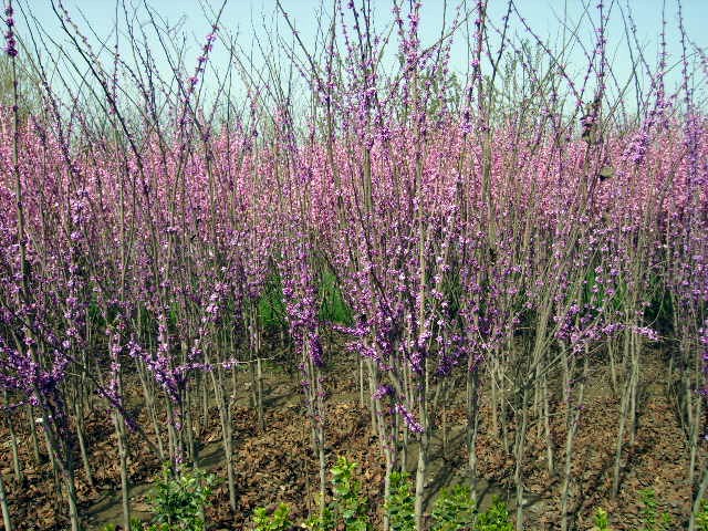 �Ͼ�,ʯ��ׯ����,޻������,ʯ��ׯ��ƺ,޻�ǲ�ƺ,ʯ��ׯ��ľ,޻����ľ,ʯ��ׯ�̻���ľ,޻���̻���ľ,ʯ��ׯ��ľ����,޻����ľ����,������ľ,�����̻���ľ,���ݲ�ƺ,��������