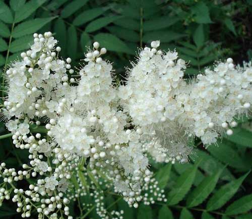 ����÷,ʯ��ׯ����,޻������,ʯ��ׯ��ƺ,޻�ǲ�ƺ,ʯ��ׯ��ľ,޻����ľ,ʯ��ׯ�̻���ľ,޻���̻���ľ,ʯ��ׯ��ľ����,޻����ľ����,������ľ,�����̻���ľ,���ݲ�ƺ,��������