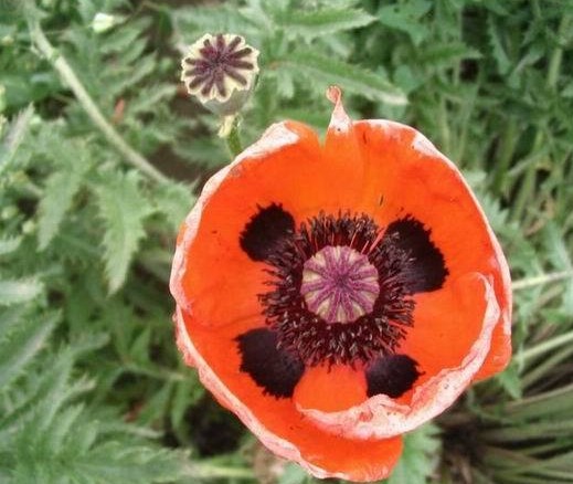 虞美人,石家庄苗圃,藁城苗圃,石家庄草坪,藁城草坪,石家庄苗木,藁城苗木,石家庄绿化苗木,藁城绿化苗木,石家庄苗木基地,藁城苗木基地,南洼苗木,南洼绿化苗木,南洼草坪,南洼苗圃 虞美人,石家庄苗圃,藁城苗圃,石家庄草坪,藁城草坪,石家庄苗木,藁城苗木,石家庄绿化苗木,藁城绿化苗木,石家庄苗木基地,藁城苗木基地,南洼苗木,南洼绿化苗木,南洼草坪,南洼苗圃