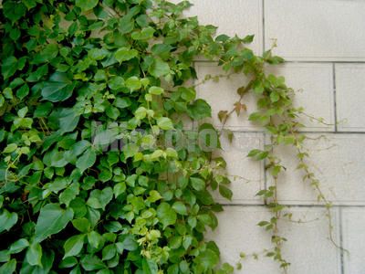 藤本植物,河北藤本植物,石家庄藤本植物,藁城藤本植物,北方苗木