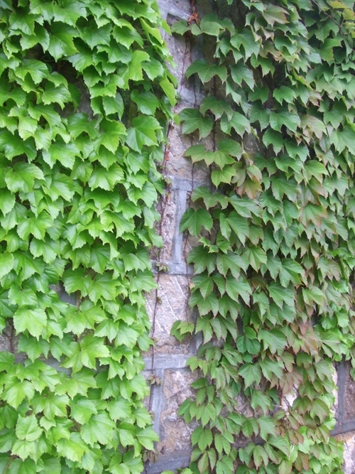 ��ɽ��,ʯ��ׯ��ɽ��,޻����ɽ��,������ľ,�ӱ���ľ,ʯ��ׯ����,޻������