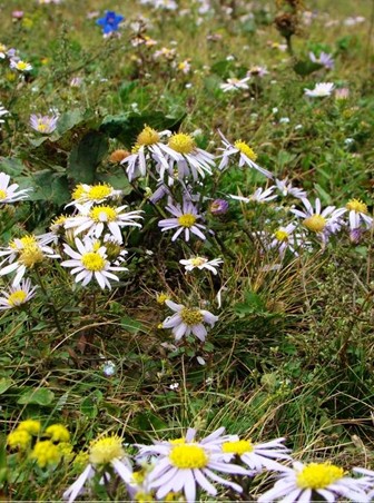 草花,河北草花,石家庄草花,藁城草花,草花价格 草花,河北草花,石家庄草花,藁城草花,草花价格