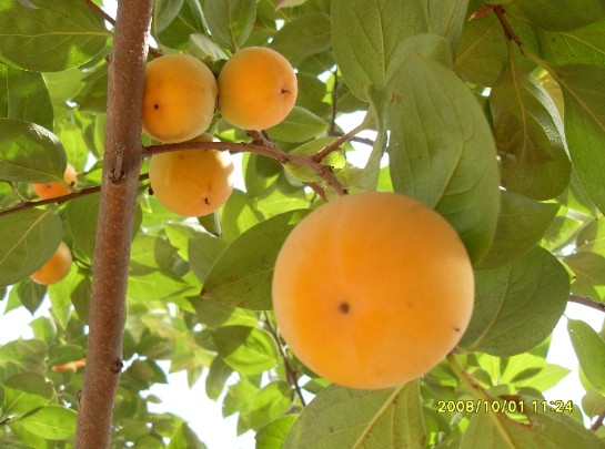 ������,ʯ��ׯ����,޻������,ʯ��ׯ��ƺ,޻�ǲ�ƺ,ʯ��ׯ��ľ,޻����ľ,ʯ��ׯ�̻���ľ,޻���̻���ľ,ʯ��ׯ��ľ����,޻����ľ����,������ľ,�����̻���ľ,���ݲ�ƺ,��������